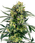 Semillas feminizadas de Blueberry Zkittlez Auto