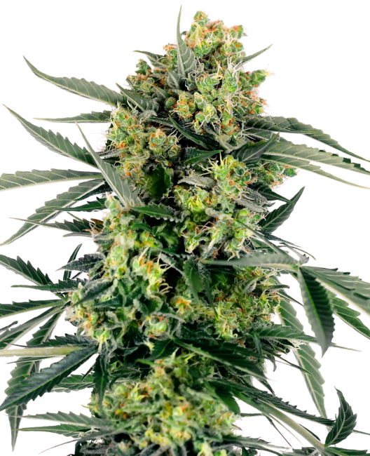Semillas feminizadas de Blueberry Zkittlez Auto
