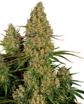 Semillas feminizadas Sticky Orange XXL Auto