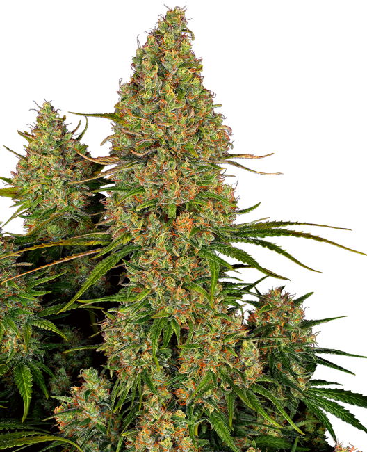 Sticky Orange XXL Auto Feminised Seeds