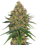 Semillas feminizadas de White Cheese