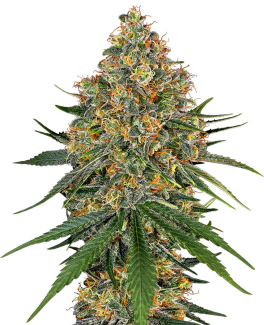 Semillas feminizadas de White Cheese