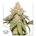 Semillas feminizadas SFV OG Auto