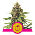 Semillas feminizadas de Apple Fritter