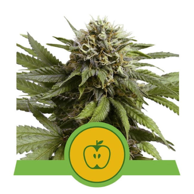 Apple Fritter Auto Feminised Seeds