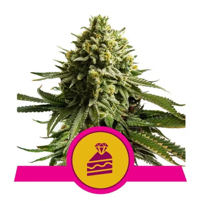 Wedding Cake Feminised Seeds