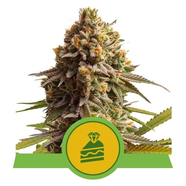 Wedding Cake Auto Feminised Seeds