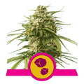 Gushers Feminised Seeds