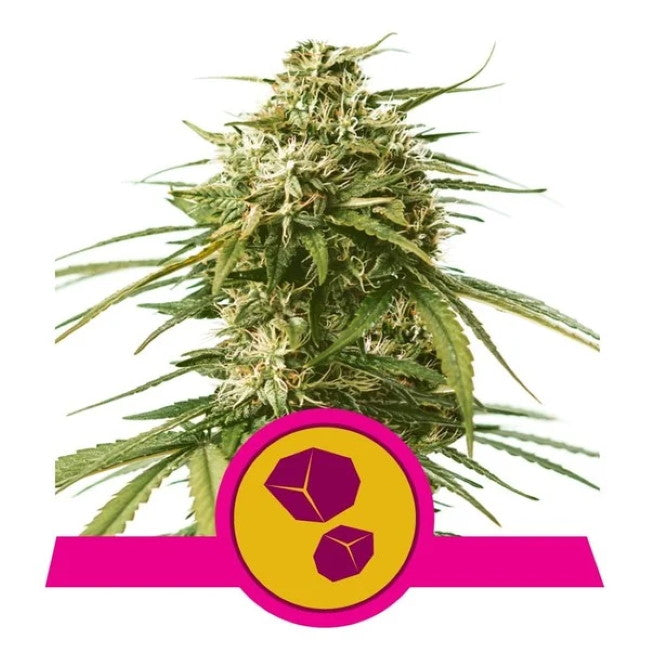 Gushers Feminised Seeds