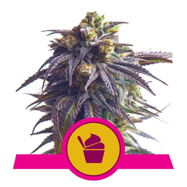 Sundae Driver Feminised Seeds