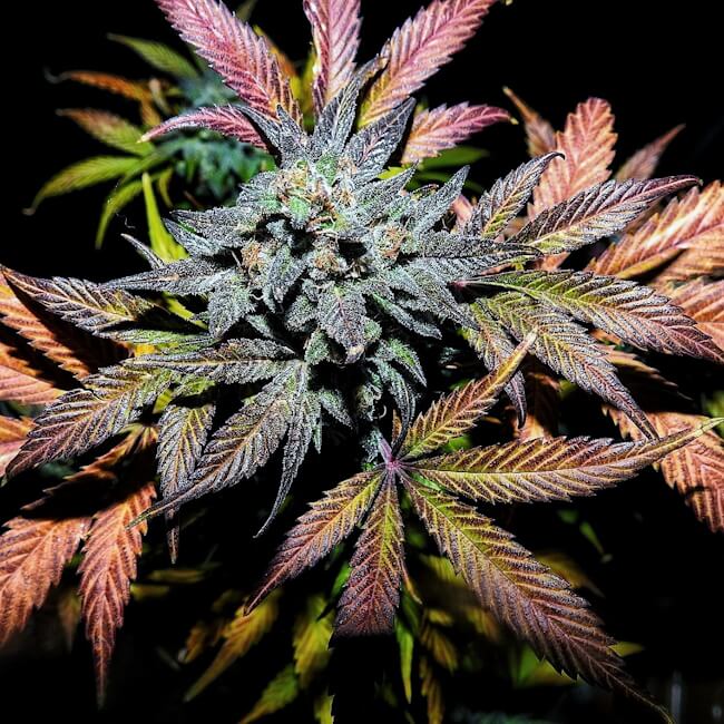 Semillas feminizadas de Pinot Noir Auto