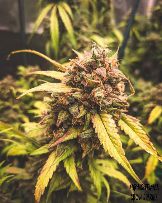 Semillas feminizadas de Bear Assed Monkey Auto