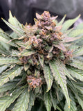 Semillas feminizadas de Forgotten Strawberries Auto
