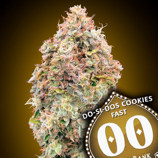 Semillas feminizadas Do-Si-Dos Cookies FAST