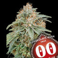 Semillas feminizadas Chocolate Kush FAST