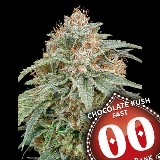 Chocolate Kush FAST Feminised Seeds