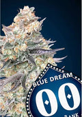 Semillas feminizadas Blue Dream FAST