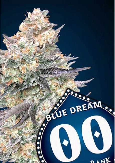 Semillas feminizadas Blue Dream FAST