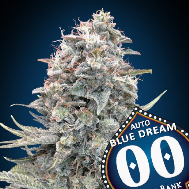 Semillas feminizadas Blue Dream Auto