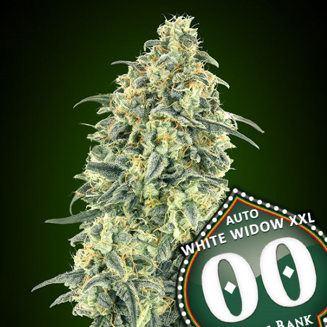 White Widow XXL Auto Feminisierte Samen