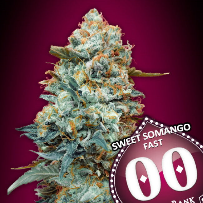 Semillas feminizadas Sweet Somango FAST