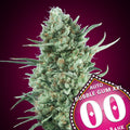 Bubble Gum XXL Auto Feminisierte Samen