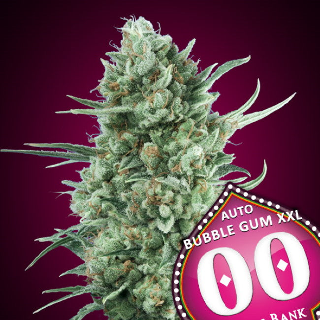 Bubble Gum XXL Auto Feminisierte Samen