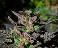 Semillas feminizadas Grand Daddy Purple