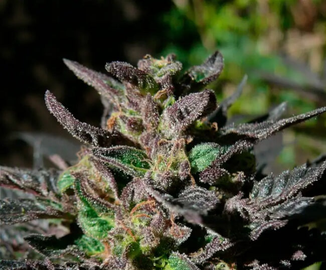 Grand Daddy Purple feminisierte Samen
