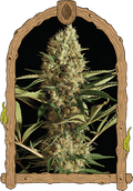 Semillas feminizadas de Strawberry Cube Auto