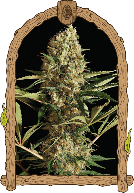 Semillas feminizadas de Strawberry Cube Auto
