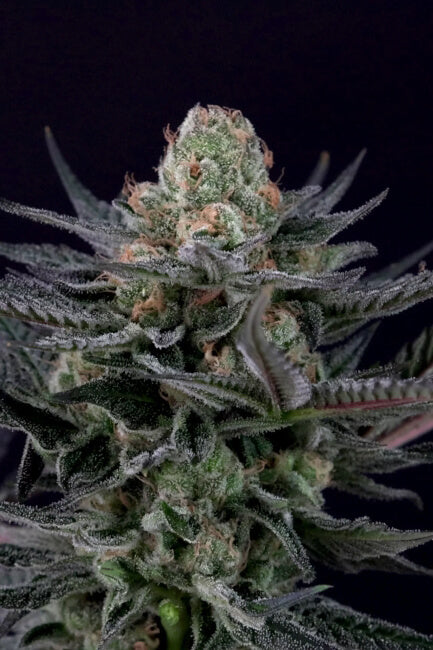 Caramba Feminised Seeds