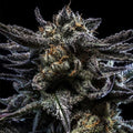 Semillas feminizadas de Zombie Kush Auto
