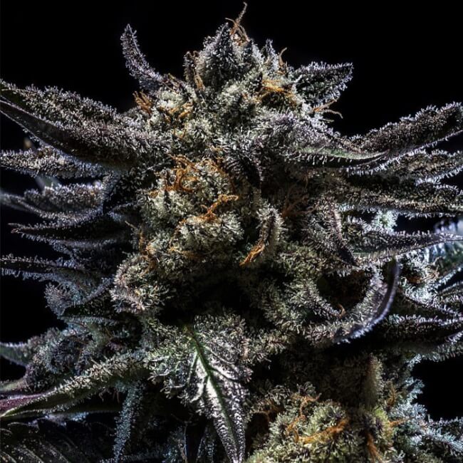 Semillas feminizadas de Zombie Kush Auto