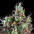 Semillas feminizadas de Sour Ripper Auto