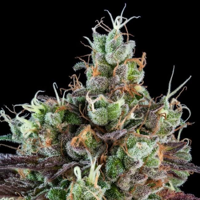 Sour Ripper Auto Feminisierte Samen