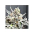 Semillas feminizadas de Radical Juice Auto