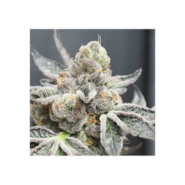 Radical Juice Auto Feminisierte Samen