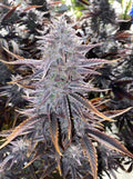 Ghost Toof Auto Feminisierte Samen