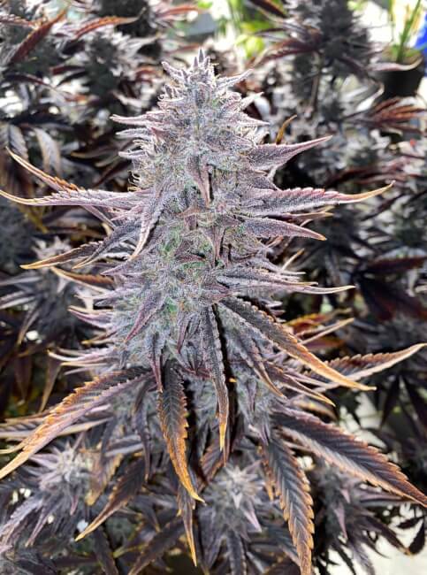 Semillas feminizadas de Ghost Toof Auto