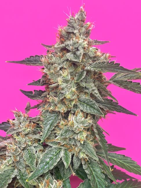 Aunt Ginny's Elixir CBD Auto Feminisierte Samen