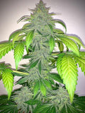 Semillas feminizadas Deez Nuggs Auto