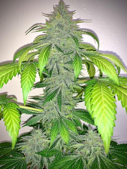 Deez Nuggs Auto Feminised Seeds