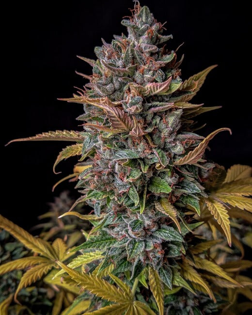 Semillas feminizadas de Orange Biscuits Auto
