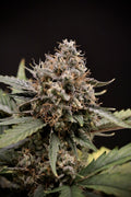 Semillas feminizadas Sweet 'n' Sour Auto