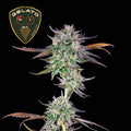 Gelato 41 BX Feminised Seeds