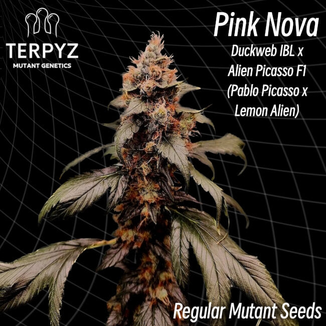 Semillas regulares de Pink Nova