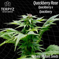 Semillas regulares de Quackberry Rose