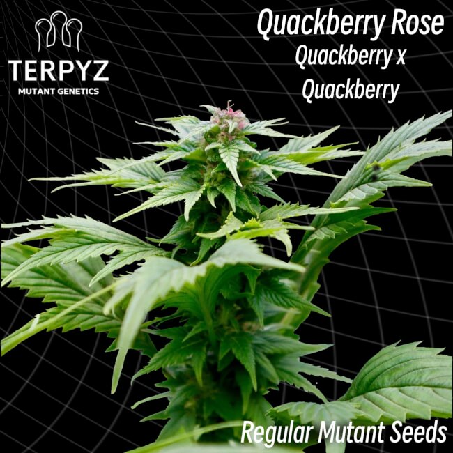 Semillas regulares de Quackberry Rose