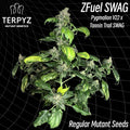 Semillas regulares Zfuel Swag